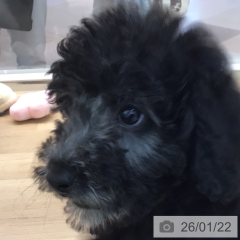 宮崎県のトイプードル(トイ) (ペットプラス 宮崎店/2025年10月27日生まれ/女の子/シルバー)の子犬の4枚目の画像