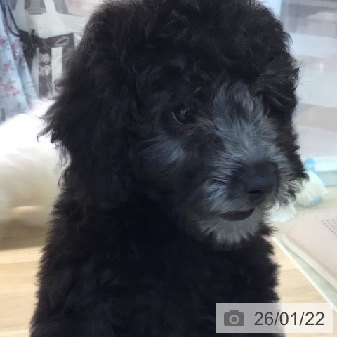 宮崎県のトイプードル(トイ) (ペットプラス 宮崎店/2025年10月27日生まれ/女の子/シルバー)の子犬の3枚目の画像