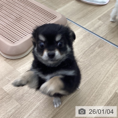 福岡県のチワワ(ロング) (ペットプラス 春日店/2025年10月29日生まれ/女の子/ブラックタンホワイト)の子犬の4枚目の画像