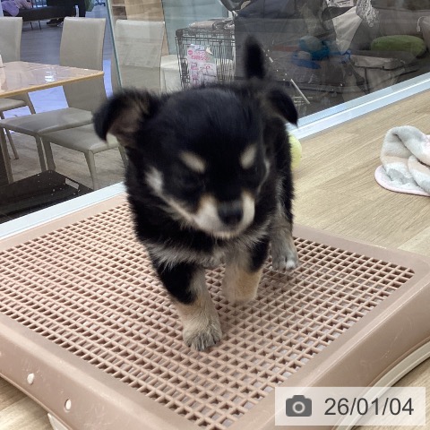 福岡県のチワワ(ロング) (ペットプラス 春日店/2025年10月29日生まれ/女の子/ブラックタンホワイト)の子犬の3枚目の画像