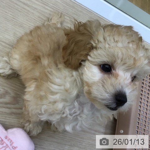 沖縄県のトイプードル(トイ) (ペットプラス 沖縄ライカム店/2025年10月31日生まれ/女の子/クリーム)の子犬の4枚目の画像