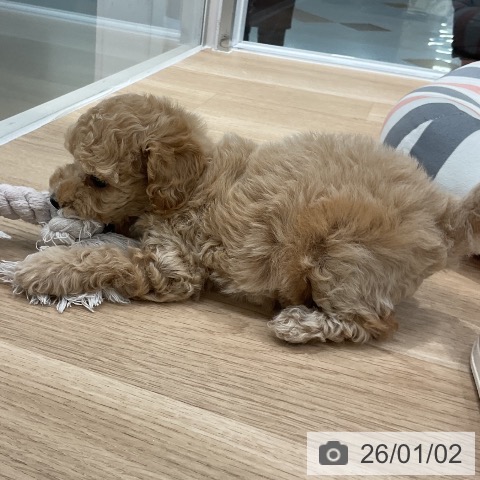 福岡県のトイプードル(トイ) (ペットプラス 八幡東店/2025年10月31日生まれ/女の子/アプリコット)の子犬の4枚目の画像