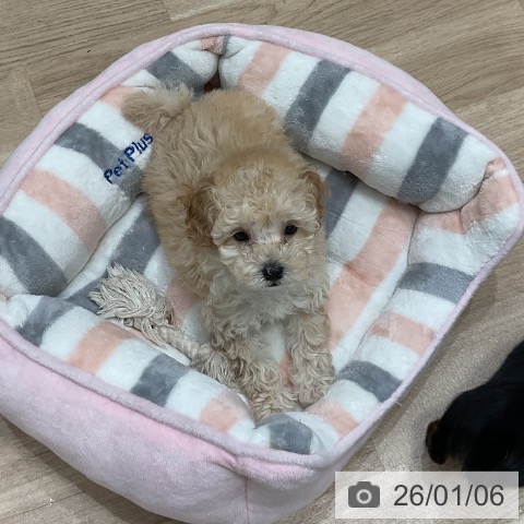 福岡県のトイプードル(トイ) (ペットプラス 香椎浜店/2025年10月31日生まれ/女の子/クリーム)の子犬の3枚目の画像