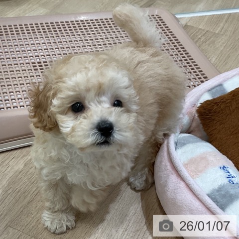 福岡県のトイプードル(トイ) (ペットプラス 香椎浜店/2025年10月31日生まれ/女の子/クリーム)の子犬の3枚目の画像