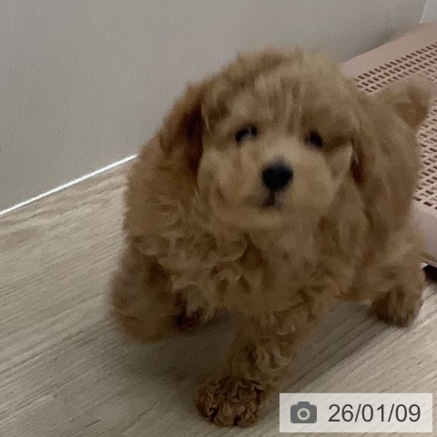 長崎県のトイプードル(トイ) (ペットプラス 長崎店/2025年11月1日生まれ/男の子/レッド)の子犬の4枚目の画像