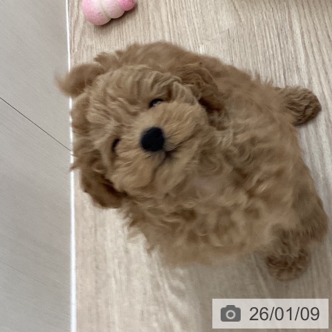 長崎県のトイプードル(トイ) (ペットプラス 長崎店/2025年11月1日生まれ/男の子/レッド)の子犬の3枚目の画像