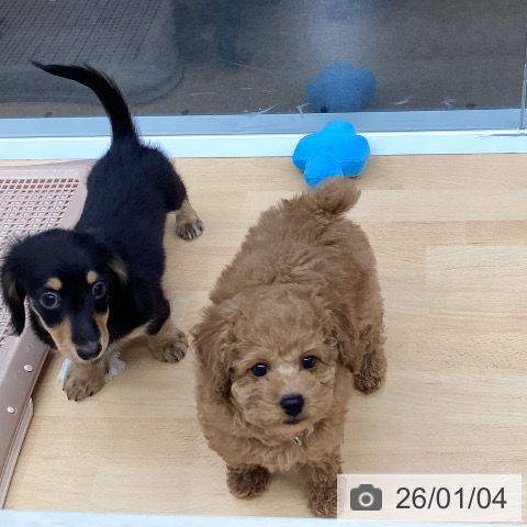 福岡県のトイプードル(トイ) (ペットプラス MARK IS 福岡ももち店/2025年11月1日生まれ/女の子/レッド)の子犬の4枚目の画像