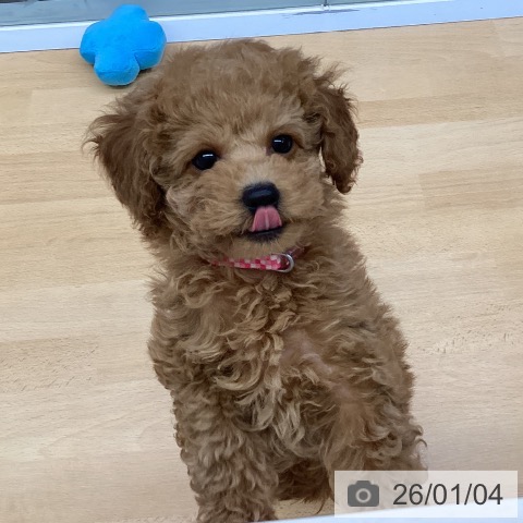 福岡県のトイプードル(トイ) (ペットプラス MARK IS 福岡ももち店/2025年11月1日生まれ/女の子/レッド)の子犬の3枚目の画像