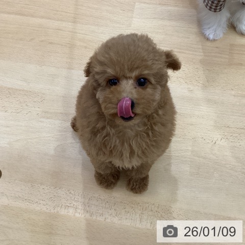 福岡県のトイプードル(トイ) (ペットプラス MARK IS 福岡ももち店/2025年11月1日生まれ/女の子/レッド)の子犬の3枚目の画像