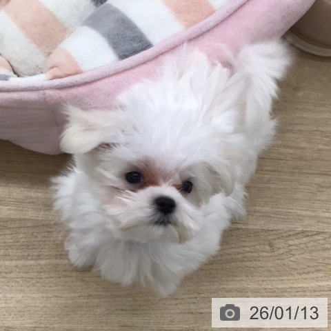 マルチーズの写真