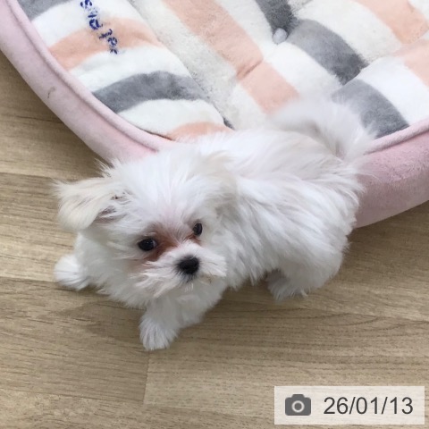 福岡県のマルチーズ (ペットプラス 春日店/2025年10月25日生まれ/男の子/ホワイト)の子犬の4枚目の画像