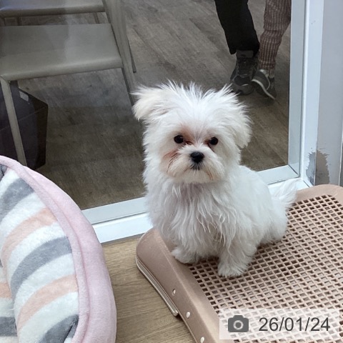 マルチーズの写真