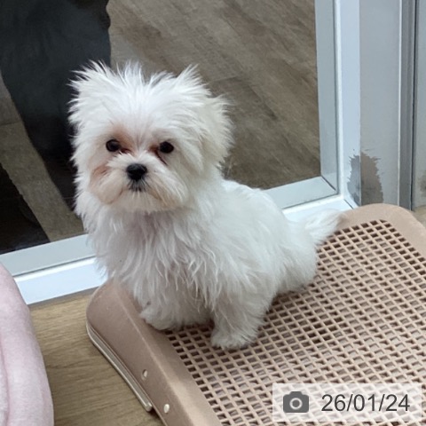 福岡県のマルチーズ (ペットプラス 春日店/2025年10月25日生まれ/男の子/ホワイト)の子犬の4枚目の画像