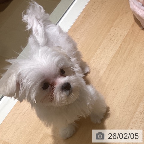 マルチーズの写真