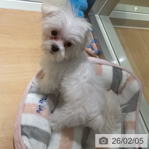 マルチーズの写真