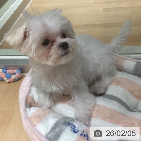 マルチーズの写真