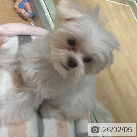 鹿児島県のマルチーズ (ペットプラス 姶良店/2025年10月25日生まれ/男の子/ホワイト)の子犬の4枚目の画像