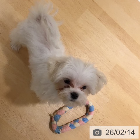 鹿児島県のマルチーズ (ペットプラス 姶良店/2025年10月25日生まれ/男の子/ホワイト)の子犬の4枚目の画像