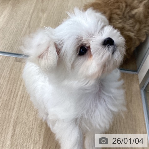 福岡県のマルチーズ (ペットプラス 春日店/2025年10月25日生まれ/男の子/ホワイト)の子犬の3枚目の画像