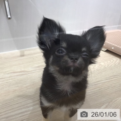 沖縄県のチワワ(ロング) (ペットプラス 沖縄ライカム店/2025年10月29日生まれ/女の子/ブラックタンホワイト)の子犬の3枚目の画像