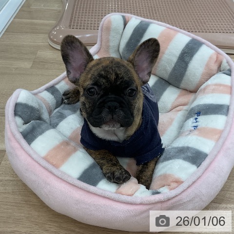 福岡県のフレンチブルドッグ (ペットプラス 香椎浜店/2025年10月31日生まれ/男の子/ブリンドル)の子犬の4枚目の画像