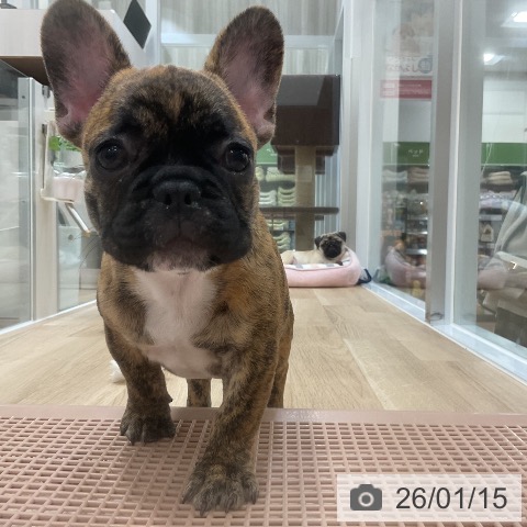福岡県のフレンチブルドッグ (ペットプラス 香椎浜店/2025年10月31日生まれ/男の子/ブリンドル)の子犬の4枚目の画像