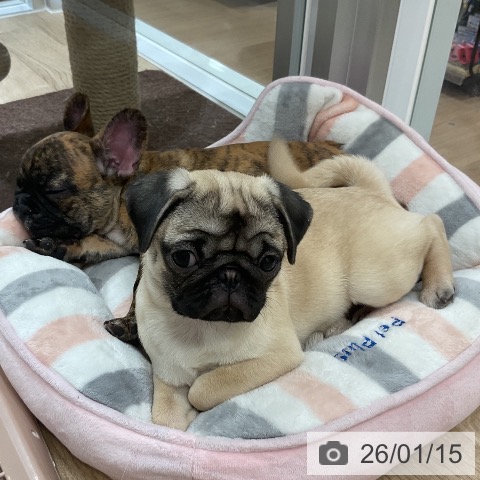 福岡県のフレンチブルドッグ (ペットプラス 香椎浜店/2025年10月31日生まれ/男の子/ブリンドル)の子犬の3枚目の画像