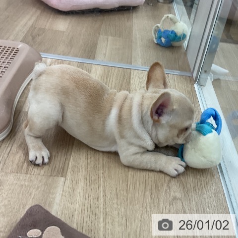 福岡県のフレンチブルドッグ (ペットプラス 八幡東店/2025年10月27日生まれ/男の子/クリーム)の子犬の4枚目の画像