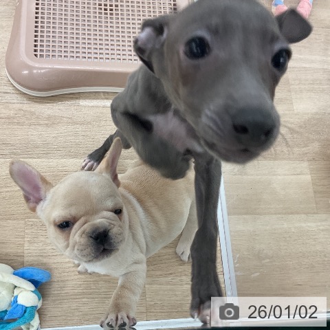 福岡県のフレンチブルドッグ (ペットプラス 八幡東店/2025年10月27日生まれ/男の子/クリーム)の子犬の3枚目の画像