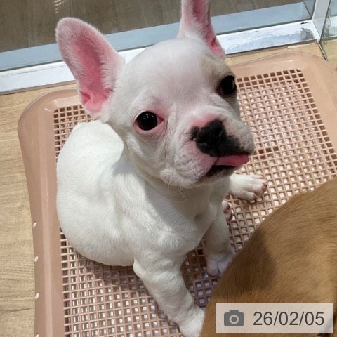 フレンチ・ブルドッグの写真