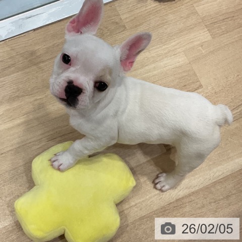 フレンチ・ブルドッグの写真