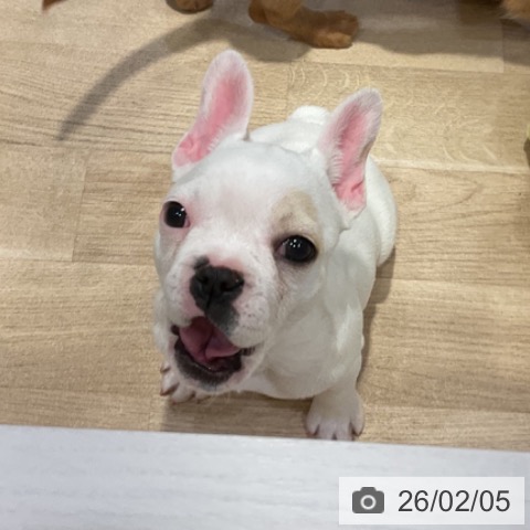 フレンチ・ブルドッグの写真