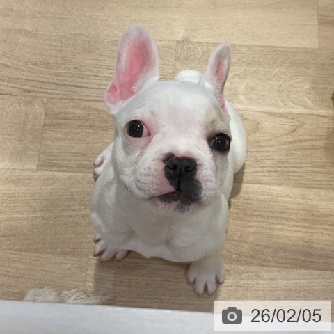 フレンチ・ブルドッグの写真