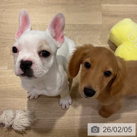 フレンチ・ブルドッグの写真