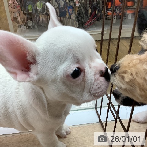 沖縄県のフレンチブルドッグ (ペットプラス 南風原店/2025年10月27日生まれ/女の子/クリーム)の子犬の3枚目の画像