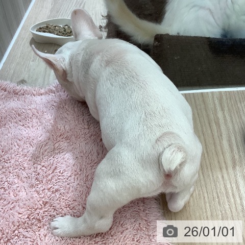 フレンチ・ブルドッグの写真