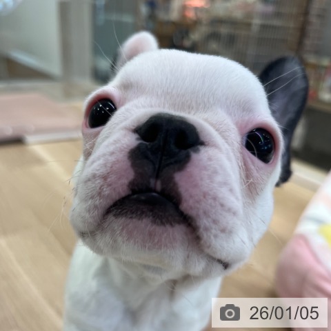 福岡県のフレンチブルドッグ (ペットプラス ららぽーと福岡店/2025年10月27日生まれ/女の子/パイド)の子犬の4枚目の画像