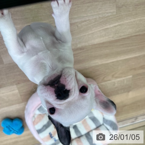 福岡県のフレンチブルドッグ (ペットプラス ららぽーと福岡店/2025年10月27日生まれ/女の子/パイド)の子犬の3枚目の画像