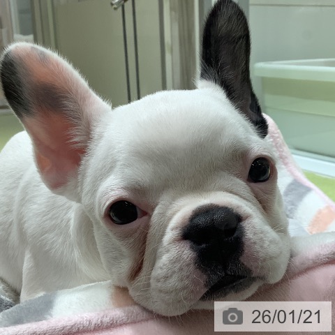 福岡県のフレンチブルドッグ (ペットプラス 福岡店/2025年10月27日生まれ/女の子/パイド)の子犬の3枚目の画像
