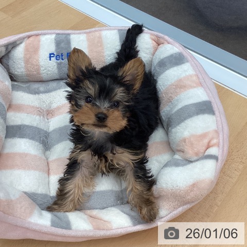 熊本県のヨークシャーテリア (ペットプラス 熊本店/2025年11月2日生まれ/男の子/スチールブルータン)の子犬の3枚目の画像