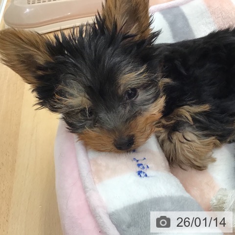 熊本県のヨークシャーテリア (ペットプラス 熊本店/2025年11月2日生まれ/男の子/スチールブルータン)の子犬の3枚目の画像