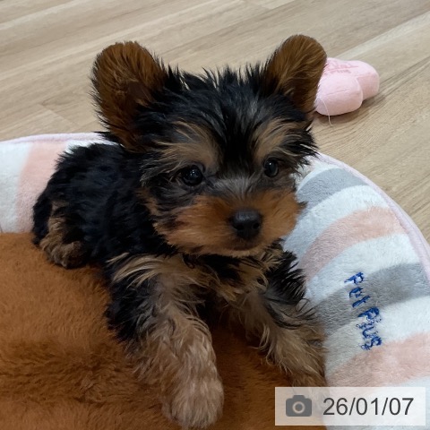 福岡県のヨークシャーテリア (ペットプラス 香椎浜店/2025年11月2日生まれ/男の子/スチールブルータン)の子犬の4枚目の画像