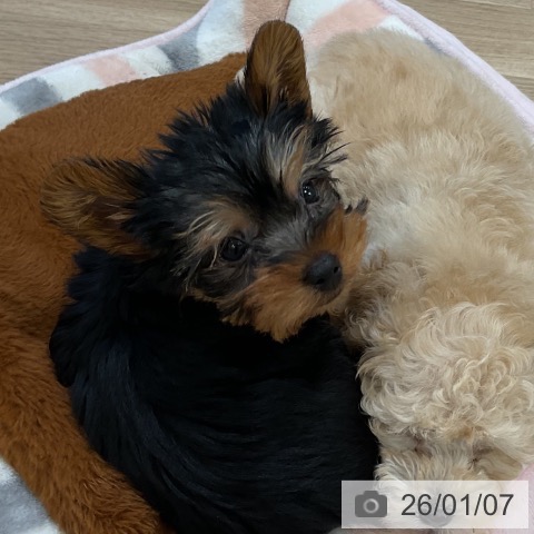 福岡県のヨークシャーテリア (ペットプラス 香椎浜店/2025年11月2日生まれ/男の子/スチールブルータン)の子犬の3枚目の画像