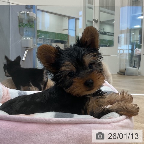 福岡県のヨークシャーテリア (ペットプラス 香椎浜店/2025年11月2日生まれ/男の子/スチールブルータン)の子犬の4枚目の画像