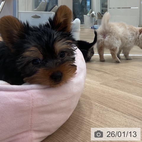 福岡県のヨークシャーテリア (ペットプラス 香椎浜店/2025年11月2日生まれ/男の子/スチールブルータン)の子犬の3枚目の画像