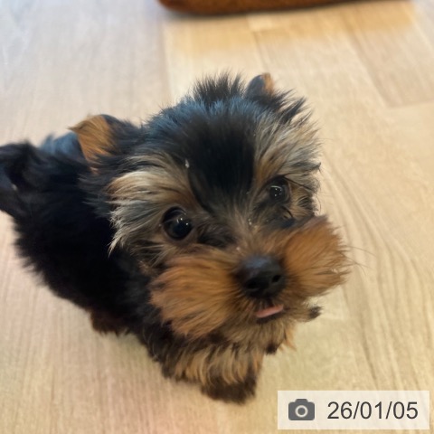 福岡県のヨークシャーテリア (ペットプラス ららぽーと福岡店/2025年11月2日生まれ/男の子/スチールブルータン)の子犬の4枚目の画像