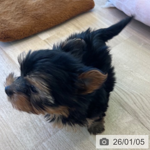 福岡県のヨークシャーテリア (ペットプラス ららぽーと福岡店/2025年11月2日生まれ/男の子/スチールブルータン)の子犬の3枚目の画像