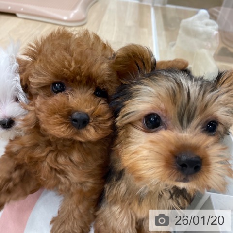 福岡県のヨークシャーテリア (ペットプラス 八幡東店/2025年11月2日生まれ/男の子/スチールブルータン)の子犬の4枚目の画像