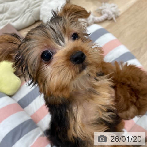 福岡県のヨークシャーテリア (ペットプラス 八幡東店/2025年11月2日生まれ/男の子/スチールブルータン)の子犬の3枚目の画像