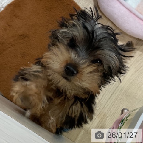 福岡県のヨークシャーテリア (ペットプラス 小倉南店/2025年11月2日生まれ/男の子/スチールブルータン)の子犬の4枚目の画像